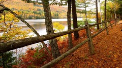Leaves nature Trees autumn fallen leaves