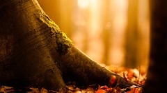 Leaves nature Trees autumn forests fallen leaves