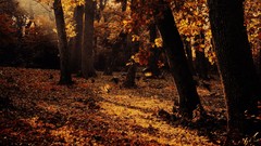Leaves nature Trees autumn forests fallen leaves