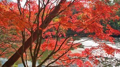 Leaves nature Trees autumn Japan
