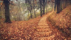 Leaves nature Trees autumn ladder paths