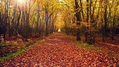 Leaves nature Trees autumn Park roads paths forests fallen 