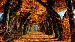 Leaves nature Trees autumn paths avenue fallen leaves