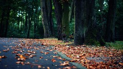 Leaves nature Trees autumn roads