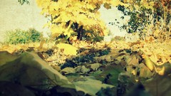 Leaves nature Trees autumn sunlight fallen leaves