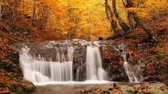 Leaves nature Trees autumn waterfalls