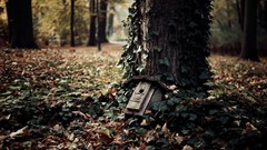 Leaves nature Trees autumn Wood forests