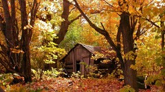 Leaves nature Trees autumn Wood houses