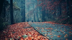 Leaves nature Trees autumn Wood streets forests fallen leaves