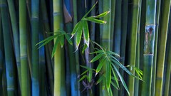 Leaves nature Trees bamboo depth of field