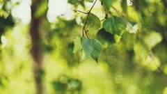 Leaves nature Trees bokeh depth of field