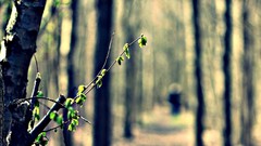 Leaves nature Trees bokeh forests blurred background depth of 