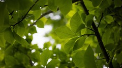 Leaves nature Trees branches