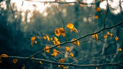 Leaves nature Trees branches