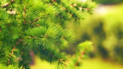 Leaves nature Trees branches Green Plants pine trees