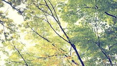 Leaves nature Trees branches Plants flora