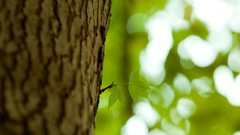 Leaves nature Trees depth of field