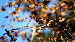 Leaves nature Trees depth of field
