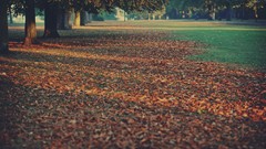 Leaves nature Trees fallen leaves