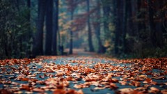 Leaves nature Trees fallen leaves
