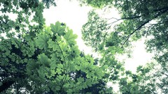 Leaves nature Trees forests