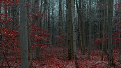 Leaves nature Trees forests