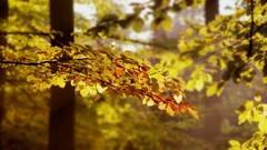 Leaves nature Trees forests flora