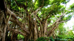 Leaves nature Trees Garden banya