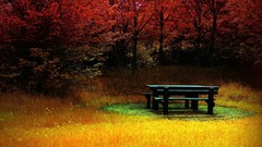 Leaves nature Trees grass autumn bench HDR Photography
