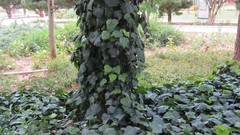 Leaves nature Trees grass iran artwork