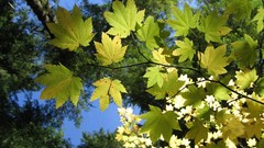 Leaves nature Trees Green 404