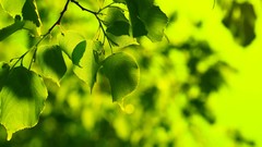 Leaves nature Trees Green