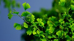 Leaves nature Trees Green