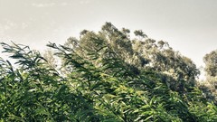 Leaves nature Trees Green