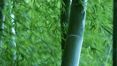 Leaves nature Trees Green bamboo