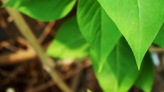 Leaves nature Trees Green flora