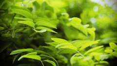 Leaves nature Trees Green Nikon