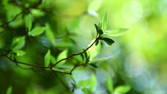 Leaves nature Trees Green Parks forests