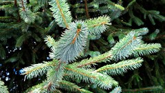 Leaves nature Trees Green Plants