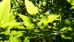 Leaves nature Trees Green sunlight forests