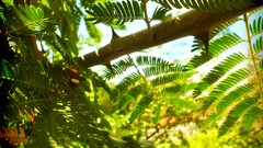 Leaves nature Trees insects Ferns Beetles