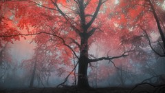 Leaves nature Trees maple