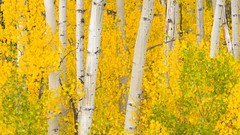 Leaves nature Trees Mountains Colorado rocks golden outdoors 