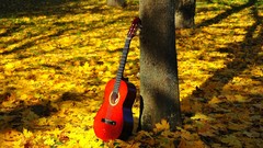 Leaves nature Trees Music classic guitars