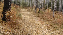 Leaves nature Trees paths