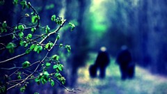 Leaves nature Trees paths blurred background depth of field