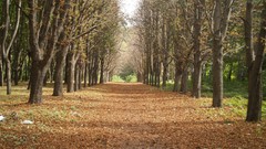 Leaves nature Trees paths fallen leaves
