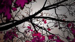 Leaves nature Trees pink selective coloring