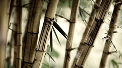 Leaves nature Trees Plants bamboo