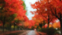 Leaves nature Trees rain autumn window panes